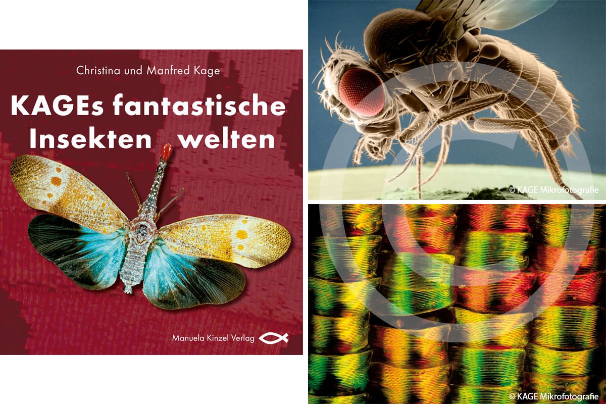 Cover Buch KAGEs fantastische Insektenwelten