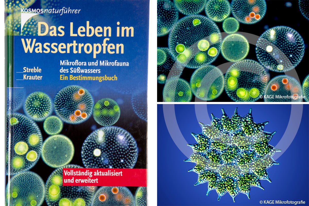 Buchcover "Das Leben im Wassertropfen"