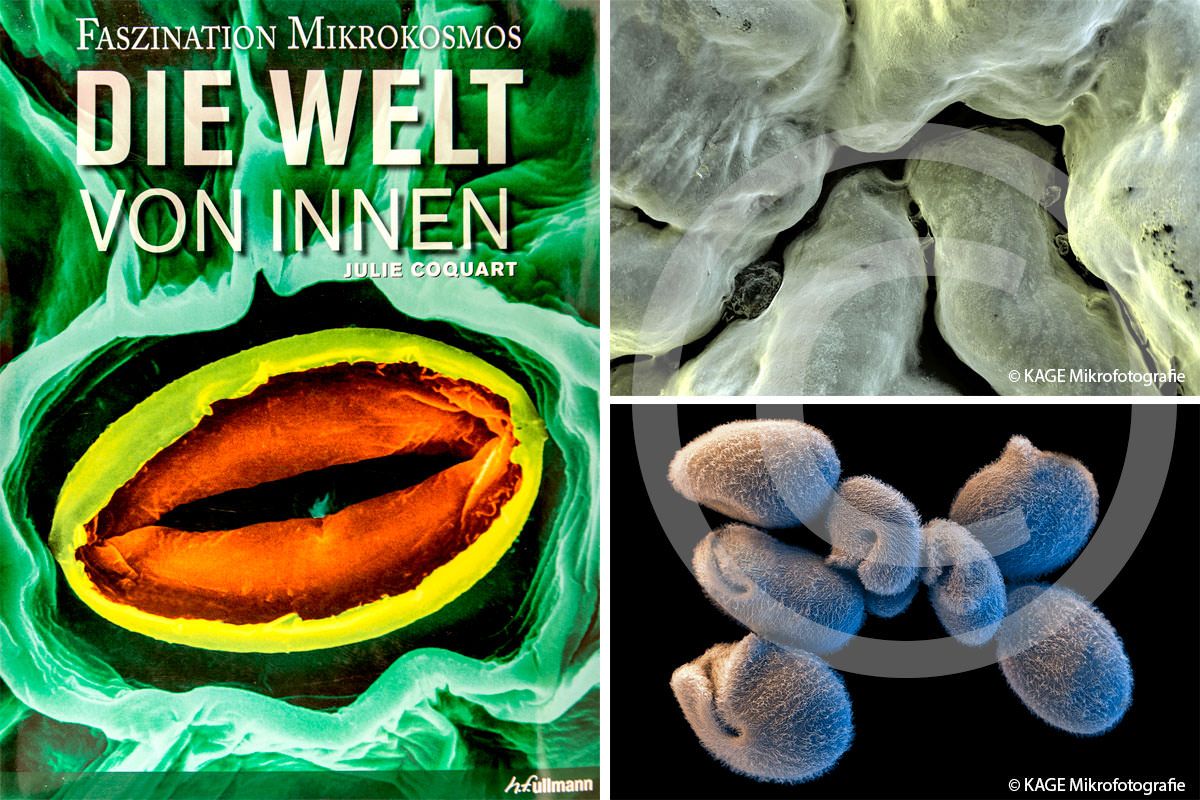 Buchcover "Die Welt von innen"