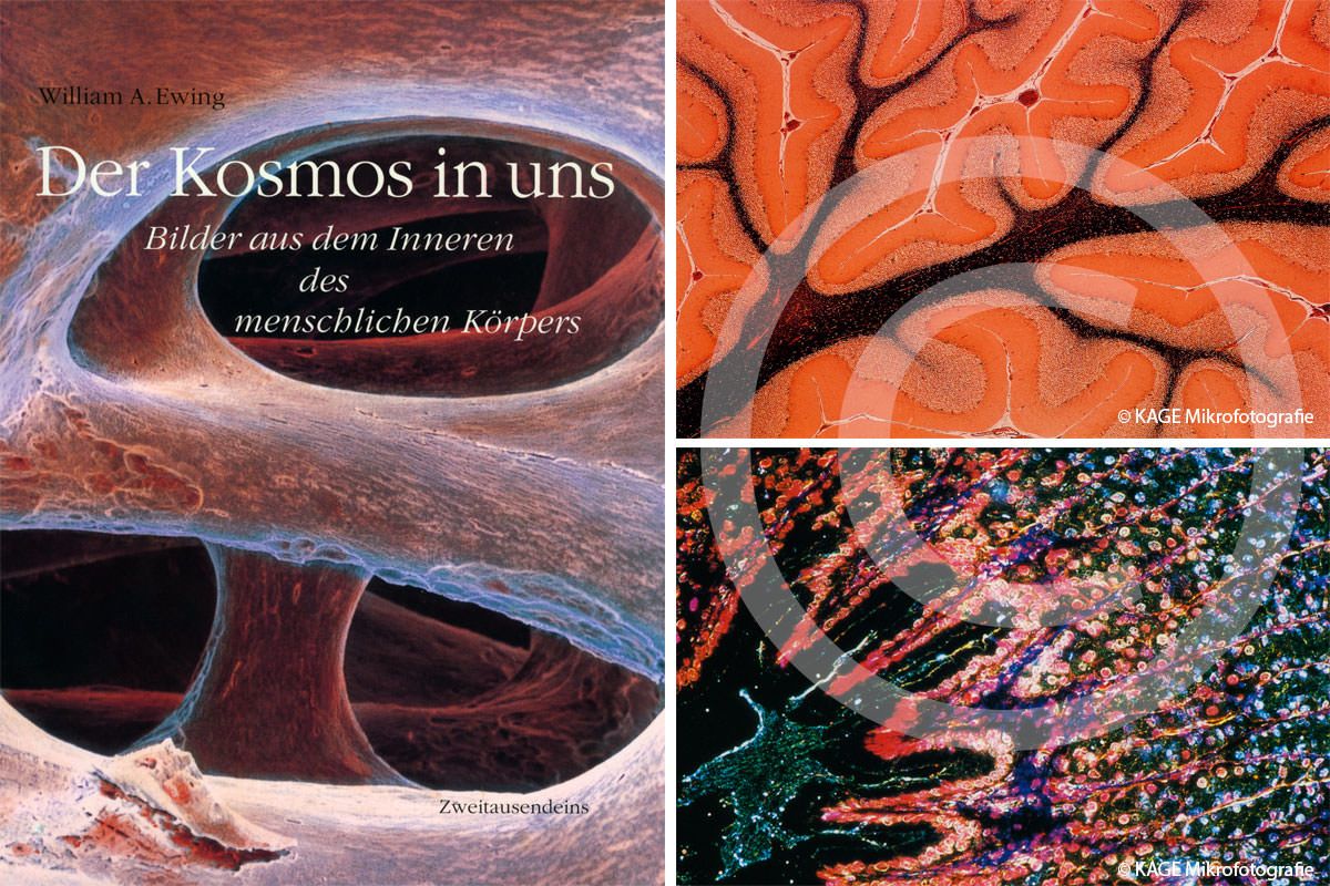 Buchcover "Der Kosmos in uns"